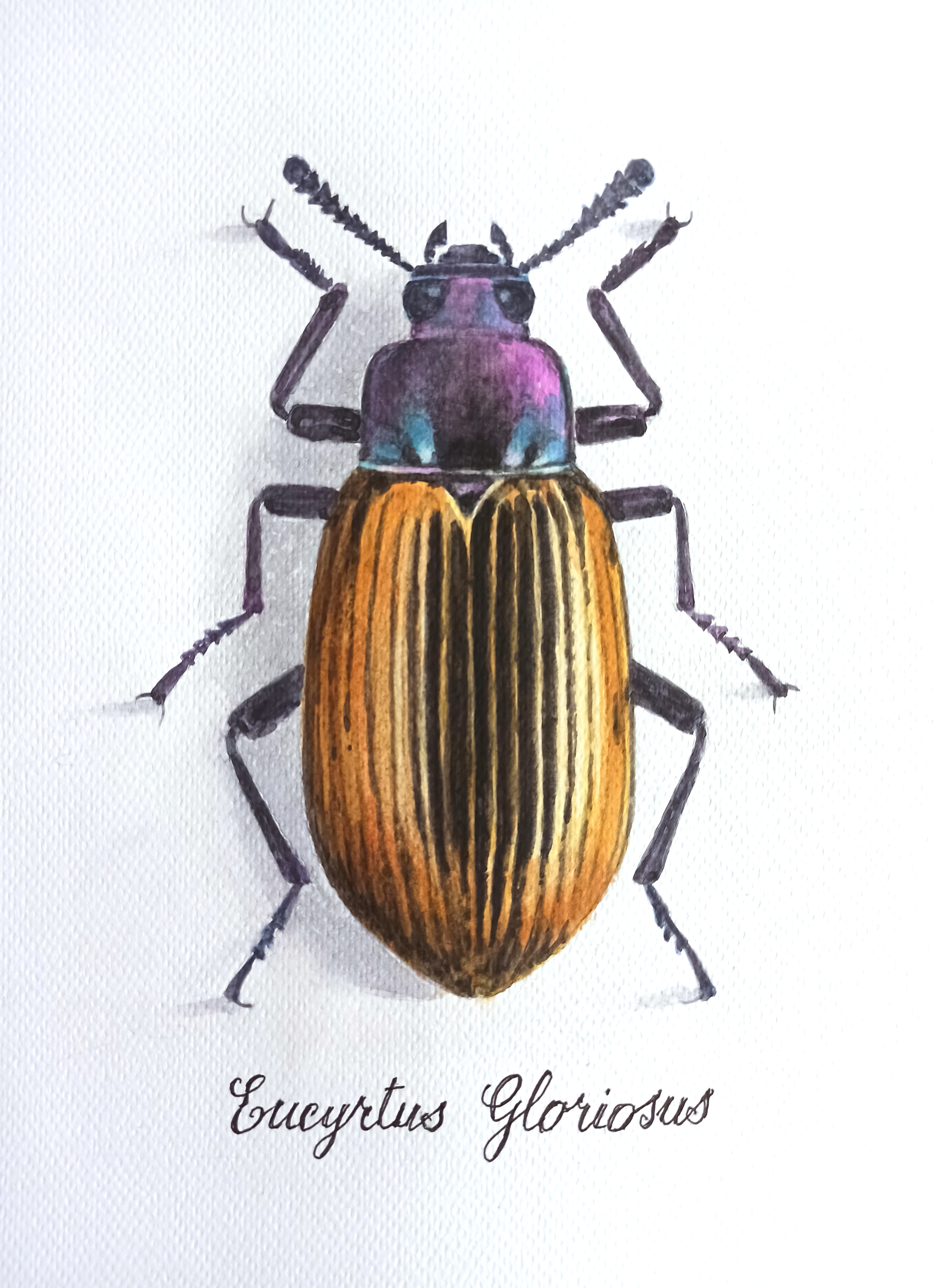 Eucyrtus Gloriosus